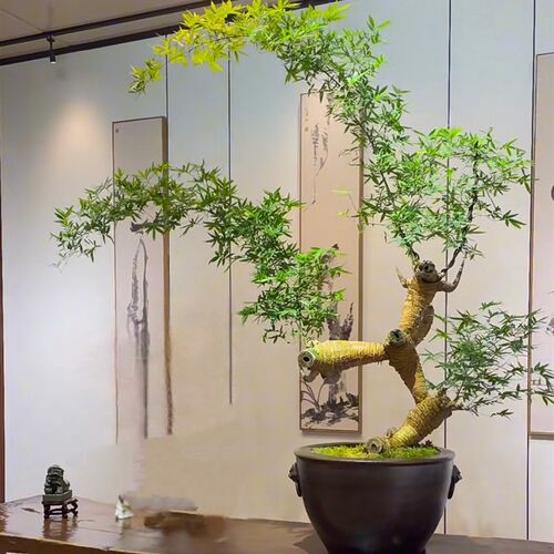 正宗小叶簕竹根苗招财富贵竹根苗老桩绿植盆栽室内盆景文艺月牙弯