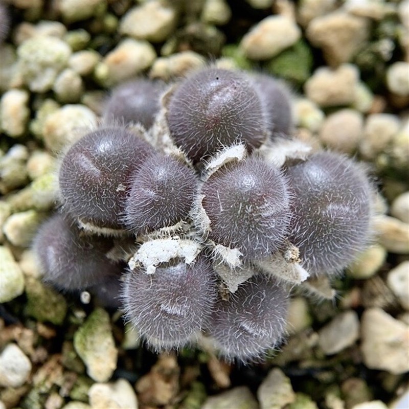 肉锥毛球CR1368长毛毛球 番杏科多肉植物苏西的花园 一物一拍