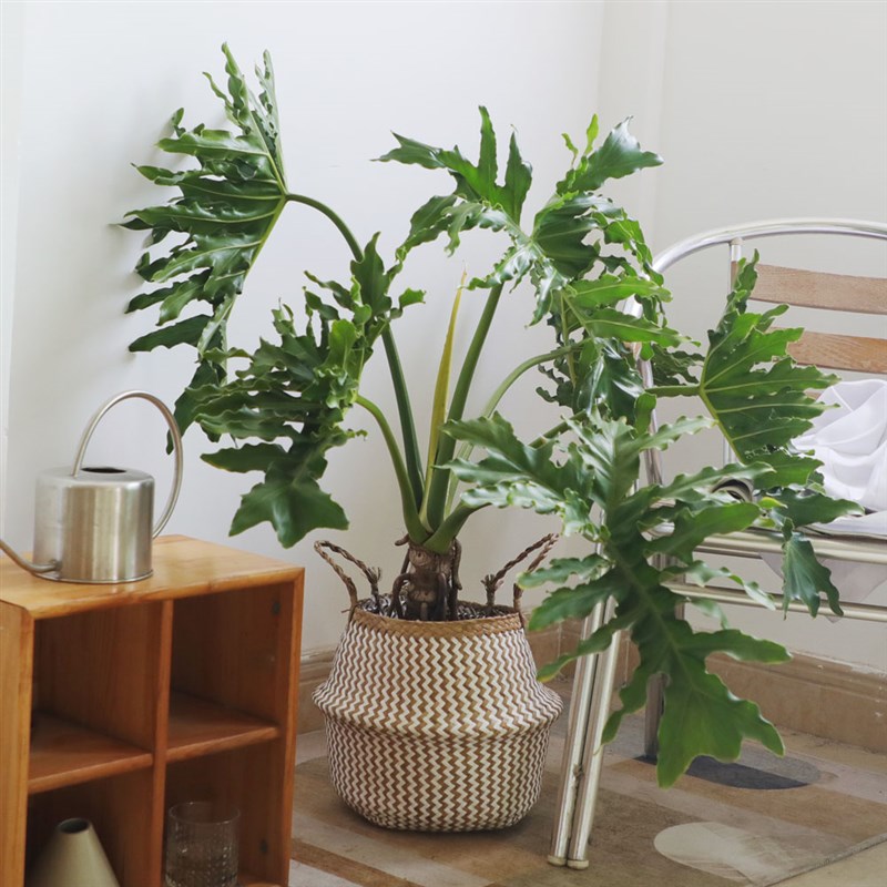 老桩春羽造型大植物盆栽蔓绿绒室内客厅大绿植净化空气四季常绿