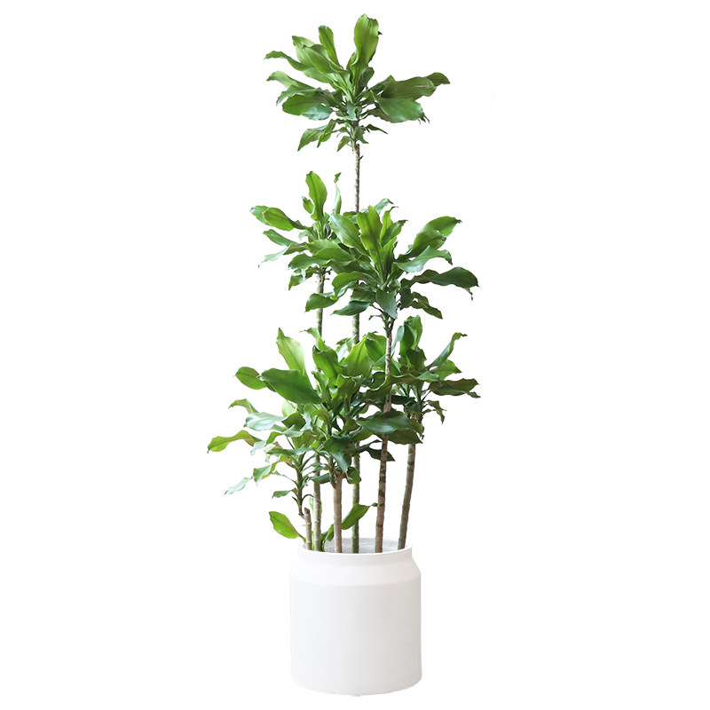 螺纹铁植物大盆栽轻奢室内大型落地绿植客厅开业乔迁绿色好养真花