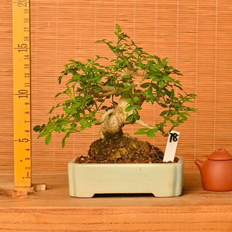 精品对节白蜡老桩矮霸造型盆景小品微型盆栽树桩熟桩茶桌室内植物