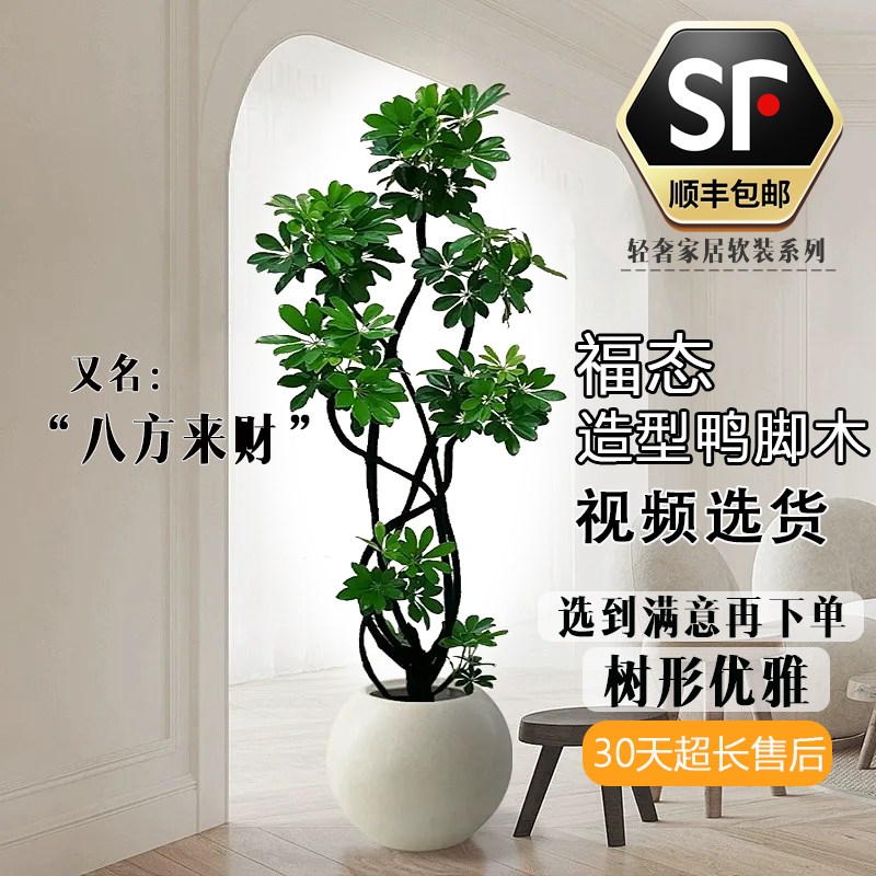 造型鸭脚木客厅大盆栽室内旺宅大型绿植物四季鹅掌柴八方来财顺丰