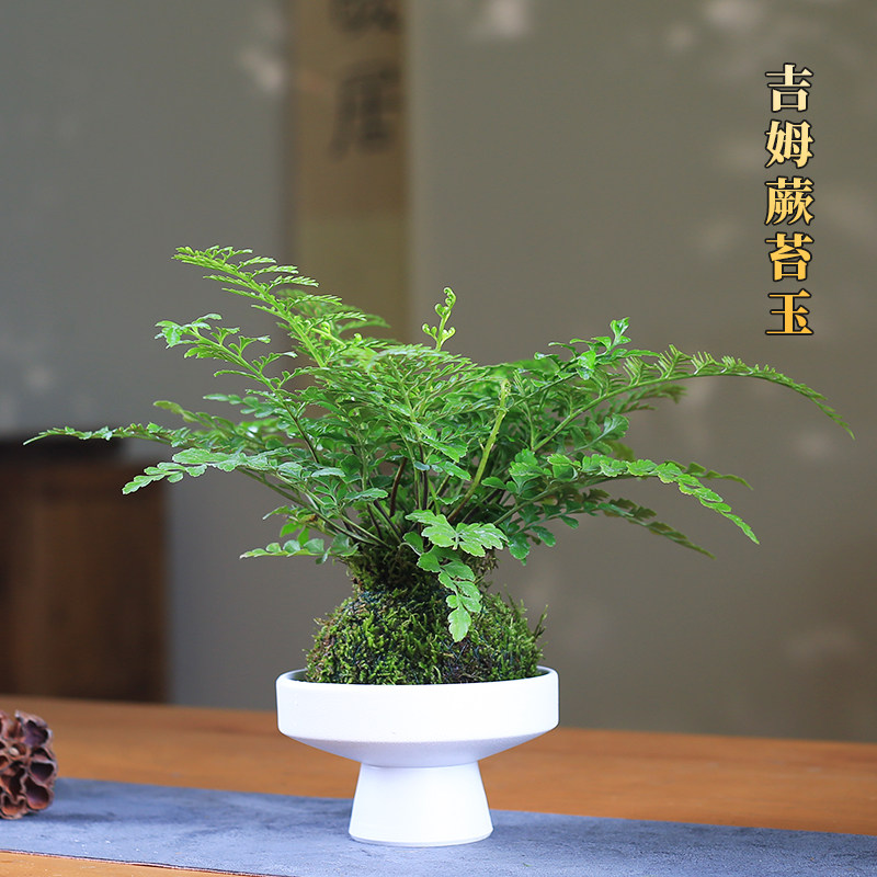 吉姆蕨苔玉球平安蕨类室内净化空气水培植物客厅四季常青桌面绿植