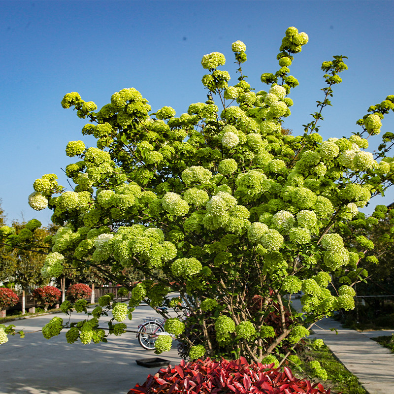 海蒂的花园中华木绣球斗球灌木花卉庭院大型造景木本植物盆栽树苗