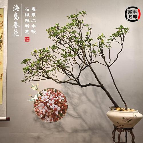 海岛春花树盆景造型盆栽办公室真绿植阳台室内好养活庭院装饰植物