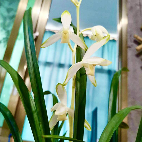 建兰青山玉泉兰花室内客厅茶几小清新兰草喜阴花卉盆栽绿植物包邮