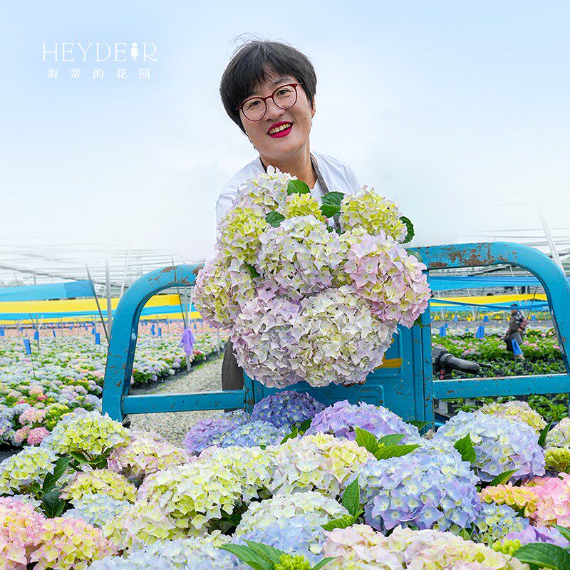 海蒂的花园 姹紫嫣红易调色大花绣球阳台庭院木本花卉植物盆栽苗