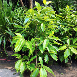 黄桷兰/黄果兰/黄角兰/白兰花树苗/绿植盆栽花卉/庭院阳台/限重庆