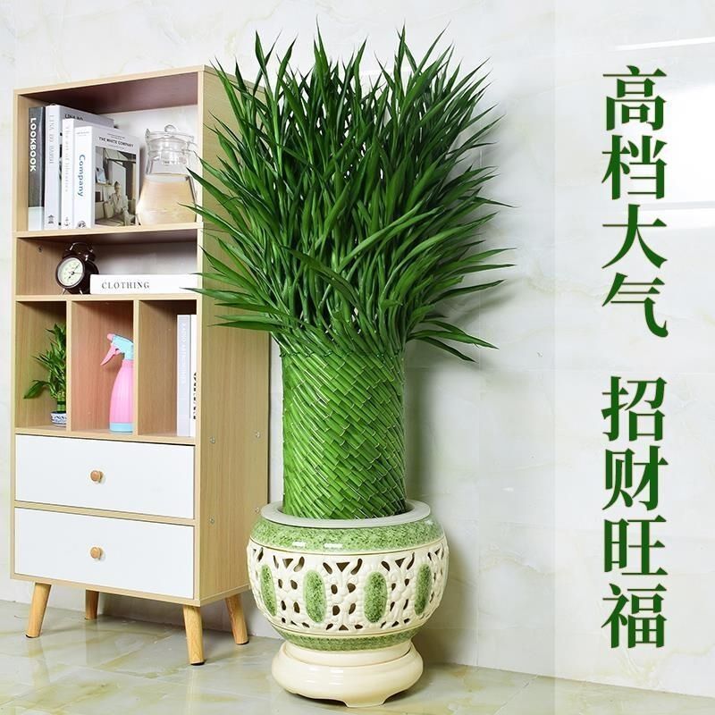 编织招财竹富贵竹水培植物盆栽客厅水养大型绿植室内四季常青乔迁