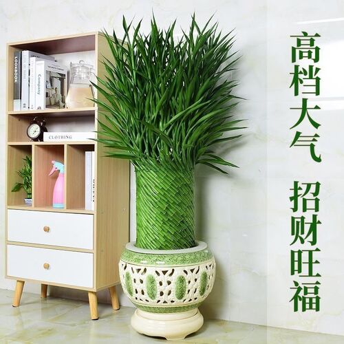 编织招财竹富贵竹水培植物盆栽客厅水养大型绿植室内四季常青乔迁