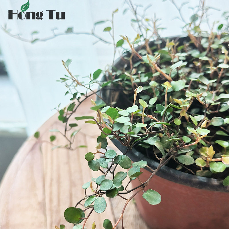 千叶吊兰盆栽烘焙蛋糕装饰摆盘花草室内净化空气植物垂吊绿植