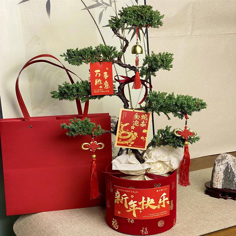 七层塔松盆栽松树盆景送长辈祝寿礼物室内植物开业乔迁绿植真青松