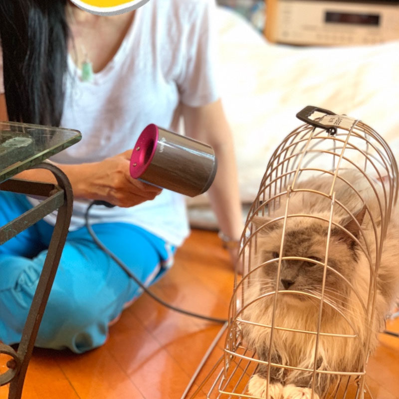 拉士格 不锈钢6代洗澡笼洗猫笼子防抓咬专业吹干便携式洗猫神器