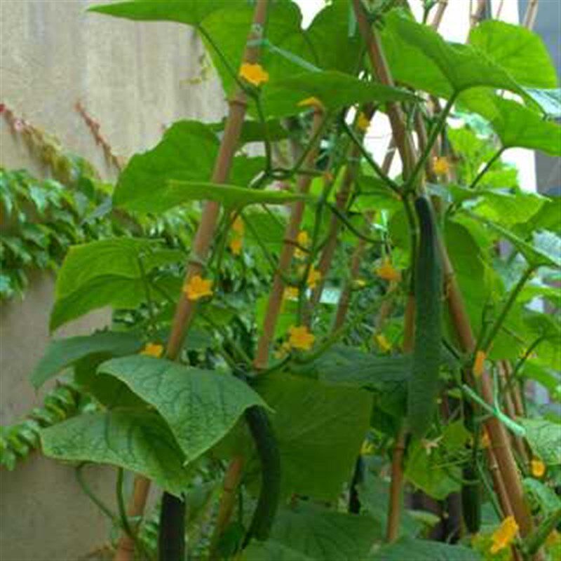 菜园搭架竹竿黄瓜豆角葡萄2米小竹旗杆庭院装饰围栏定制粗细竹子