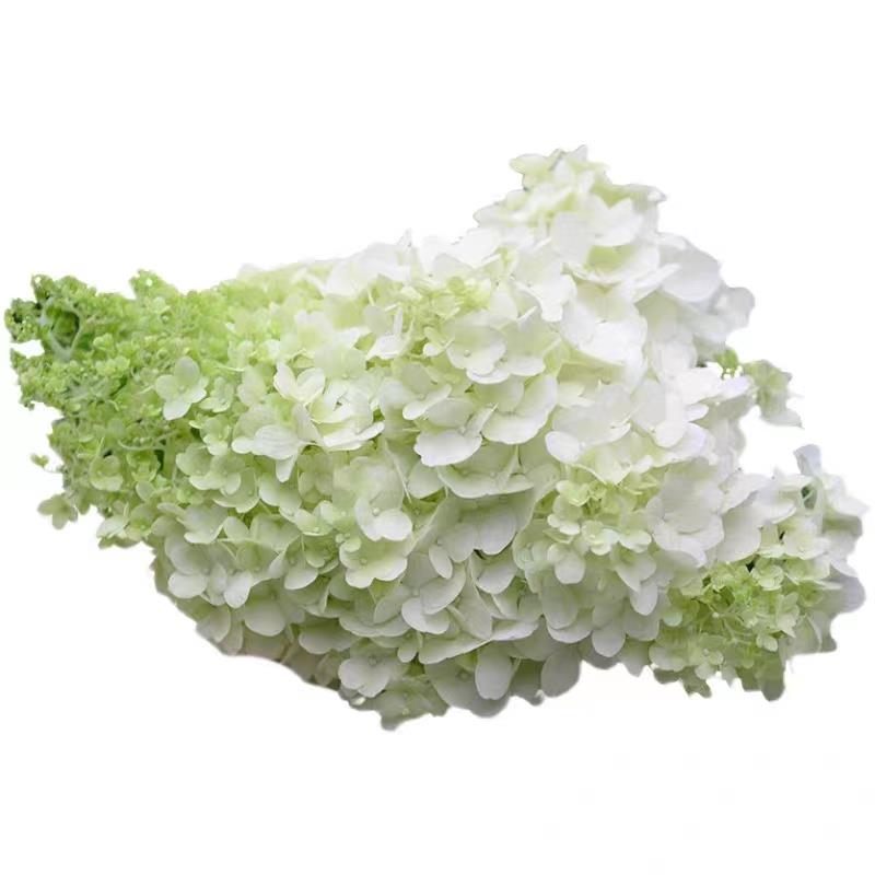 圆锥大花绣球庭院阳台花卉盆栽香草草莓石灰灯贝拉安娜耐热耐晒