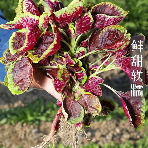 农家自种新鲜红苋菜现货速发