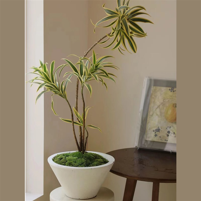 造型金边百合竹室内桌面盆景耐旱好养懒人植物盆景龙血树吸甲醛