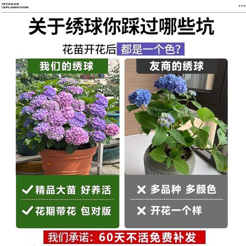 绣球花苗无尽夏当年开花绣球花盆栽庭院好养的花卉植物阳台室内花