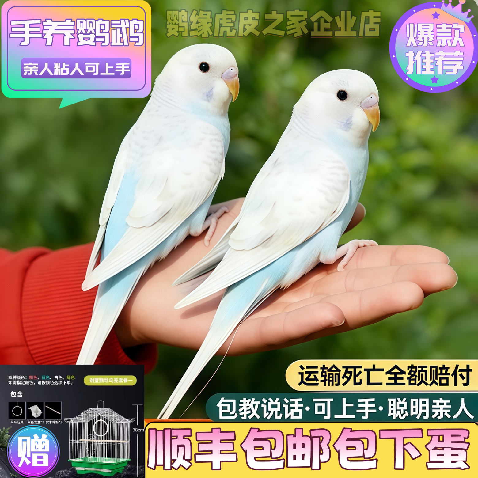 纯手养 能说话人工繁育虎皮鹦鹉亲人粘人观赏宠物鸟 健康幼鸟鸟笼