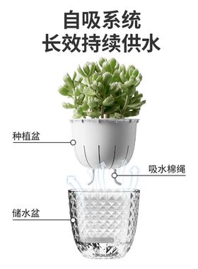 2024新款懒人花瓶多肉植物塑料仿玻璃水养自吸水花盆透明水培器皿