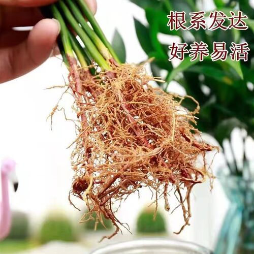 驱蚊竹柏水培植物室内水养绿植花卉盆栽办公室桌面四季常青好养活