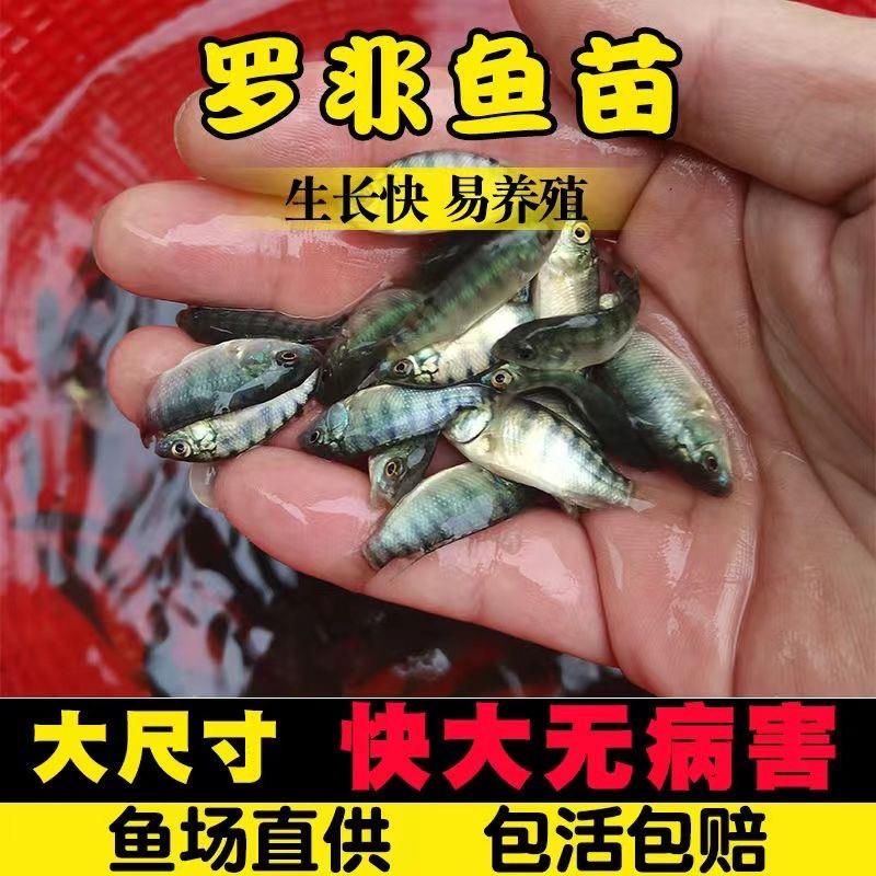 大种杂交青宝路罗非鱼苗黑罗非洲鲫福寿鱼新吉富雄性罗非脆肉罗非