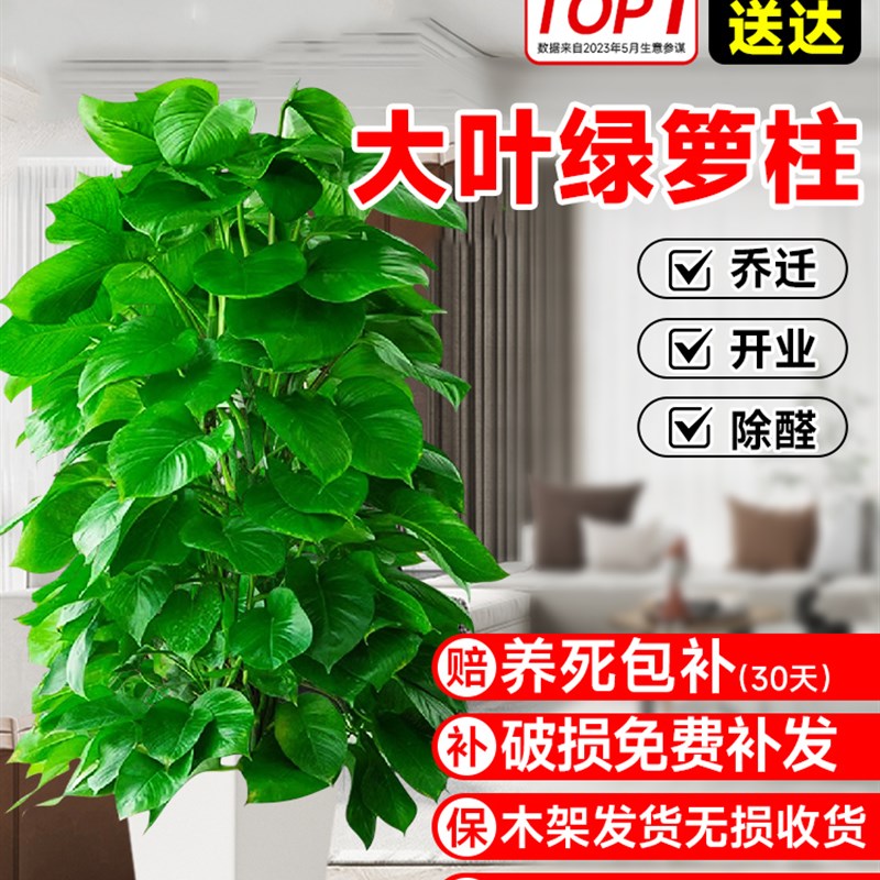 绿箩柱盆栽室内客厅大型花盆绿植乔迁新居吸除去新房甲醛绿萝植物