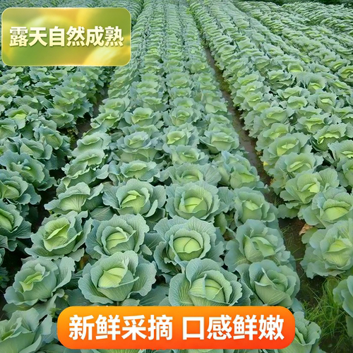 云南农家当季现摘包菜