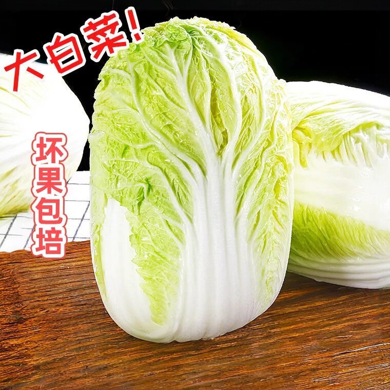 新鲜大白菜现砍现发批发正宗云南黄心白菜当季时令蔬菜批发包邮