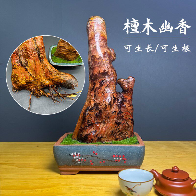 檀香木盆景送礼领导高档办公室味驱蚊盆栽摆件茶室招财檀木香