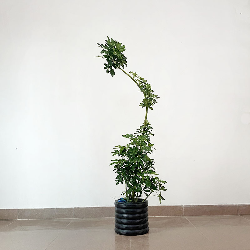 造型鸭脚木鹅掌柴室内客厅大型绿植四季常青耐阴好养落地盆栽