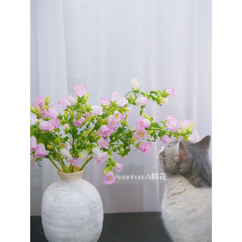 少女心满满迎风摇拽的铃铛粉色风铃花鲜花铃铛花插花水养家居插花