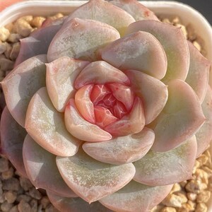 慢悠花房牡丹亭精品多肉办公室阳台绿植园艺盆栽花卉庭院多肉