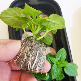 蔬菜育苗盒带盖植物扦插神器播种专用杯西瓜育苗穴盘玉米培育盘