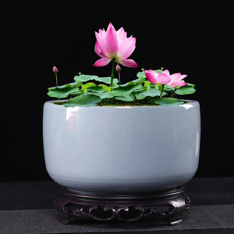 睡莲碗莲盆缸专用陶瓷容器植物一叶莲荷花盆铜钱草大口径水培器皿