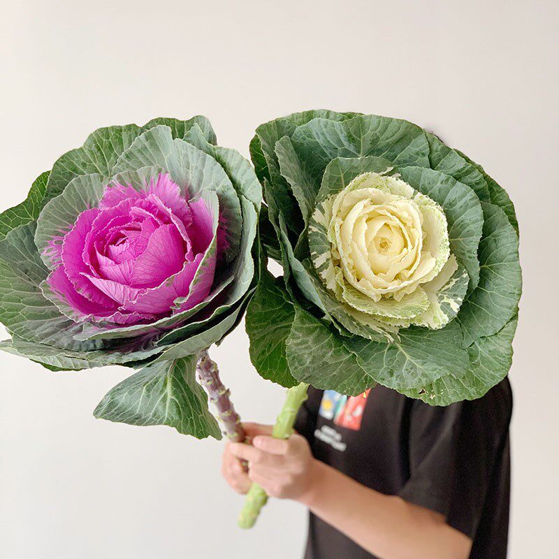 自然界的调色盘白色紫色叶牡丹鲜花羽衣甘蓝鲜切花插花水养花期长