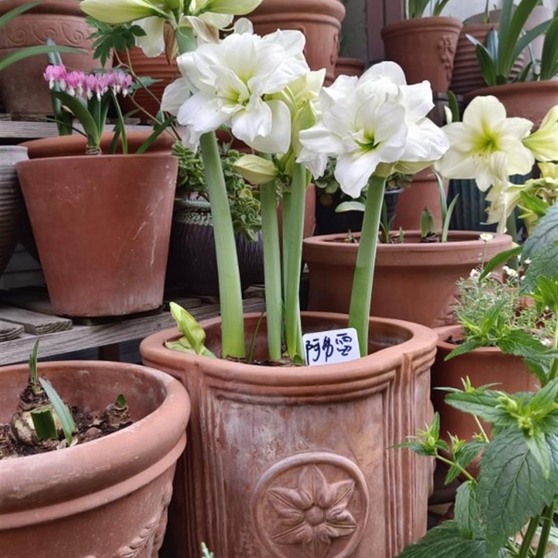 新品 红陶 花边四面铁线莲陶盆 浮雕 高温烧制 透气耐用粗陶花盆
