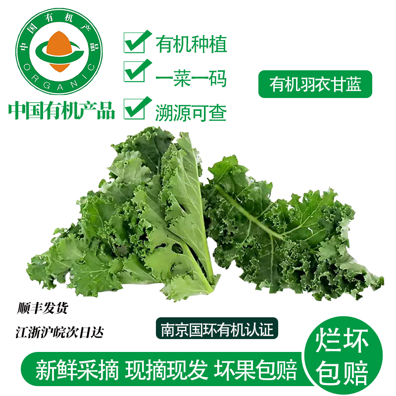 有机羽衣甘蓝现摘现发健身蔬菜榨汁轻食凉拌减脂农场直供有机种植