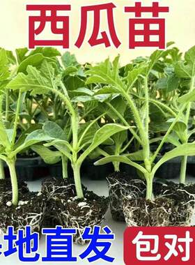 【下单立减50】西瓜苗8424麒麟超甜无籽西瓜秧苗盆栽地栽种植ZP