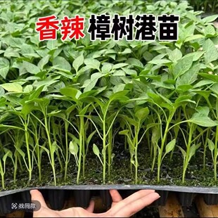【下单立减50】樟树辣椒苗春秋四季阳台盆栽菜园栽种蔬菜苗WZ