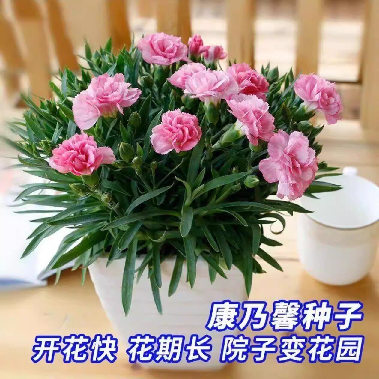【下单立减50】重瓣康乃馨种子四季开花盆栽耐寒易活绿植花卉种WZ
