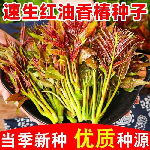 【下单立减50】速生红油香椿种子香味浓郁红椿种籽易种蔬菜种孑WZ