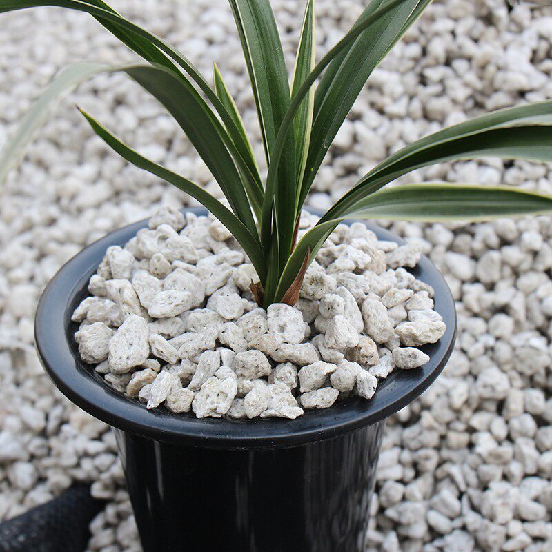 日本进口白色植金石兰花专用植料石透气不易粉化兰花多肉用16L整