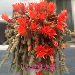 鼠尾掌 仙人指 白檀 多肉毛毛虫会开花的仙人掌办公桌盆栽