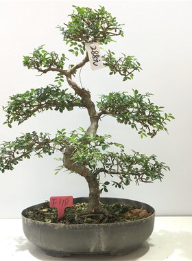 榆树盆景植物大型老桩黄杨雀梅阳台庭院造型红芽小叶榔榆
