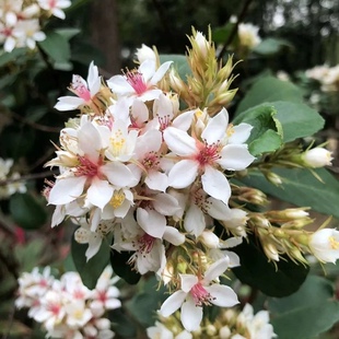 海岛春花树盆栽石斑木绿植桌面室内盆景土培四季常青植物森系文艺