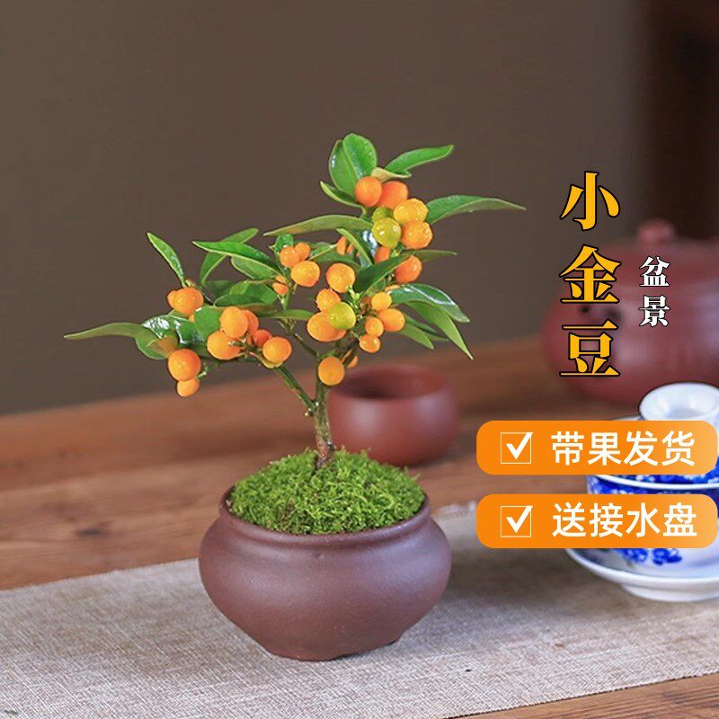 金豆盆栽室内盆景带果冬季植物绿植客厅观果花卉桌面果树