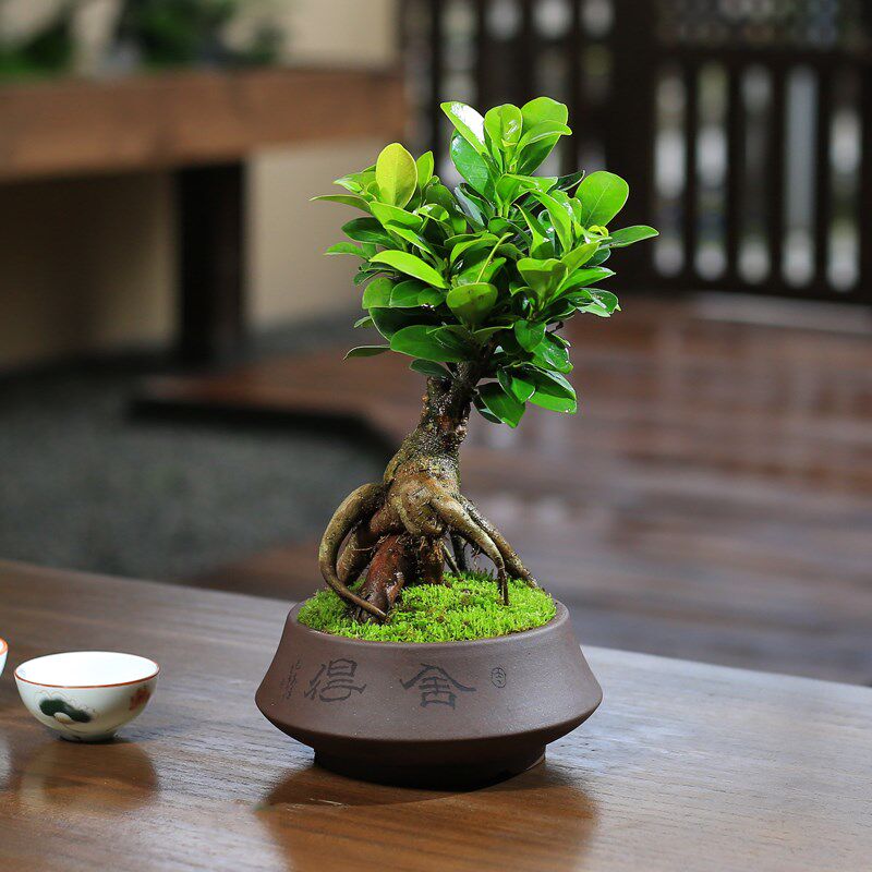 小叶榕树室内常青盆栽绿植人参榕造型树桩盆景桌面好养观叶小植物