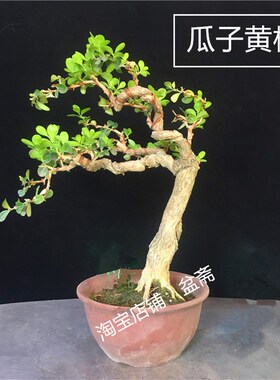瓜子黄杨盆景植物老桩造型岭南盆景室内办公桌高档盆栽绿植邹皮