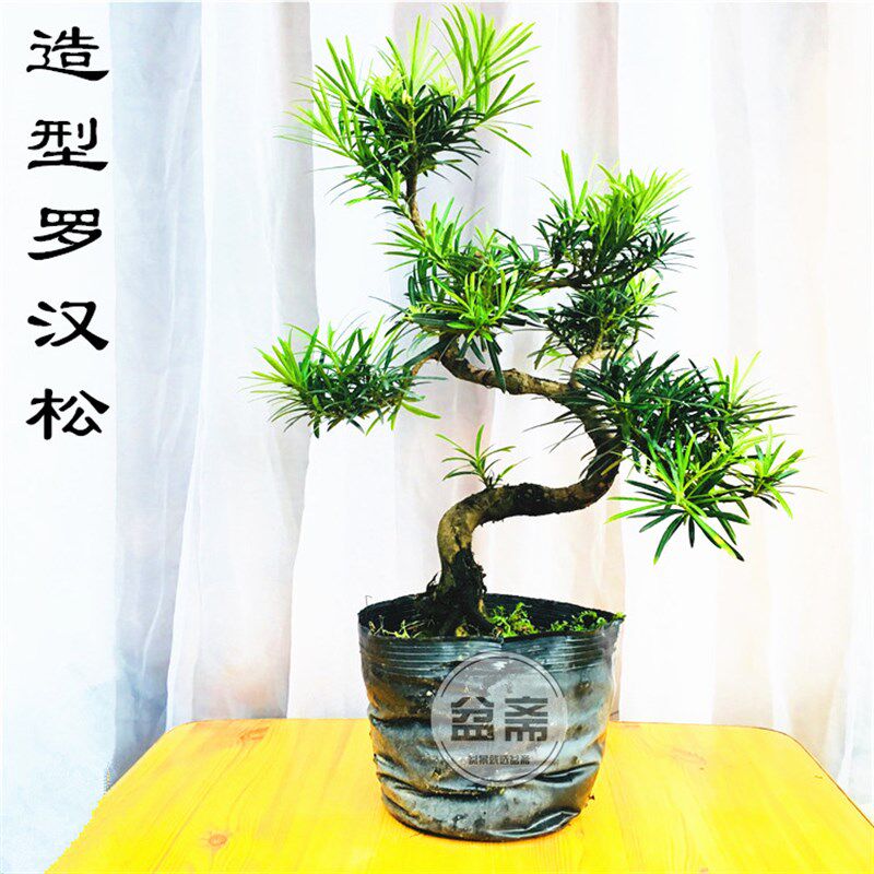 罗汉松盆景树桩室内高档盆栽雀舌小叶品种迎客松送礼金钻菊花树桩